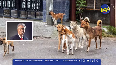 Réunion consultative sur le contrôle des chiens errants