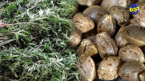 À Saint Pierre : 25 plants et 350 graines de cannabis saisis au domicile d’un homme de 42 ans
