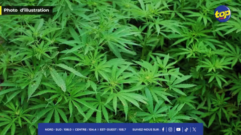 Culture illicite démantelée à Mare Chicose : 21 plants de cannabis saisis par l’ADSU