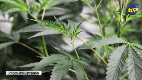 À Cluny : 286 plantes de cannabis déracinés