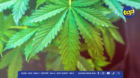 « Dépénaliser, encadrer ou interdire ? » : le rapport de la NADC relance le débat sur le cannabis ; les auditeurs de Top FM réagissent