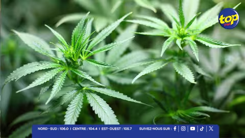 Saisie record : 177 plants de cannabis détruits en 24 heures à travers l’île