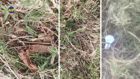 Incident au Champs de Mars à proximité de la piste : Un cheval a fait une chute dans une fosse et s’est blessé lors de l’entrainement hier matin