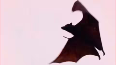 Un homme meurt de la rage après avoir été en contact avec des chauves-souris