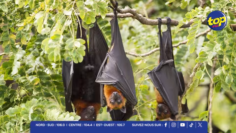 chauves-souris