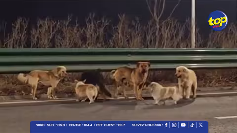 Heureux dénouement à Changchun : les sept chiens disparus retrouvés sains et saufs