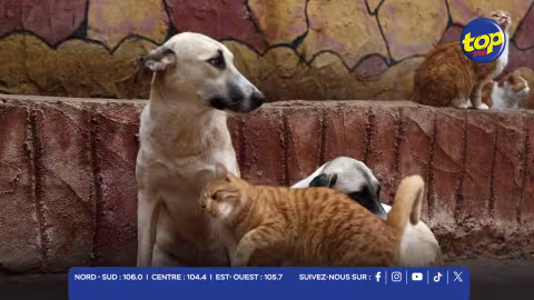 chiens et chats errants