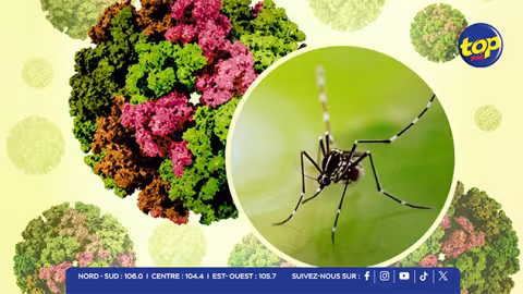 Chikungunya : forte hausse du nombre de cas, 36 infections actives recensées