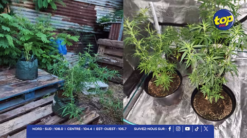 Cité La Cure: plantation de cannabis démantelée, Rs 1,1 million saisis…un tailleur de pierre arrêté par l’ADSU
