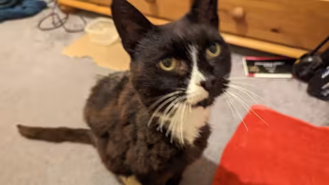 Un chat disparu réuni avec son propriétaire après 11 ans