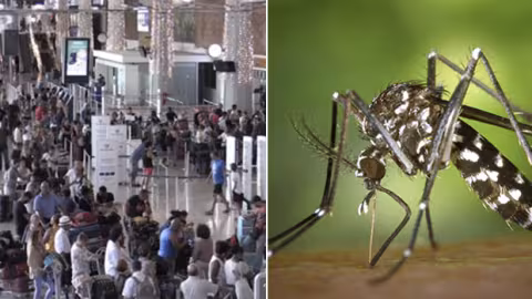 Régional, Dengue : baisse de niveau du dispositif ORSEC à La Réunion, Vigilance pour les voyageurs en partance ou en provenance de Maurice et Rodrigues