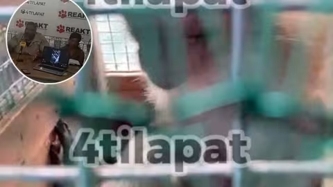 4 tilapat