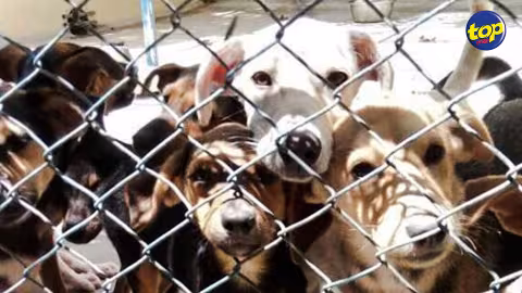 Les secouristes donnent l’alerte : Les cas d’animaux domestiques abandonnés en hausse depuis le confinement