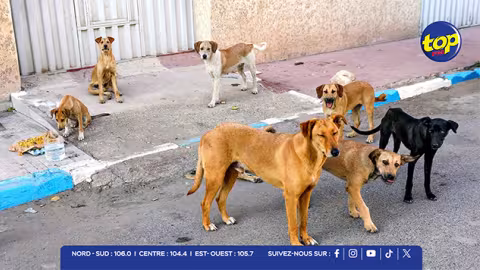 Chiens errants : Rubina Jhuboo plaide pour une campagne massive de stérilisation