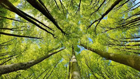 Selon Statistics Mauritius: Notre forêt a connu une baisse de 4 hectares en l’espace d’un an Statistics Mauritius a publié son rapport sur l’ensemble du territoire mauricien pour l’année 2022