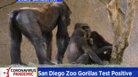 Coronavirus : au moins deux gorilles d’un zoo de Californie positifs au Covid-19