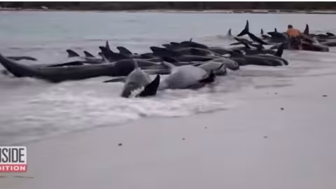 51 baleines mortes suite à un échouage massif catastrophique en Australie