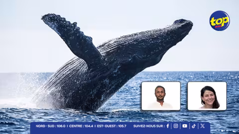 Harcèlement des baleines : l’appel à une meilleure protection du patrimoine marin mauricien