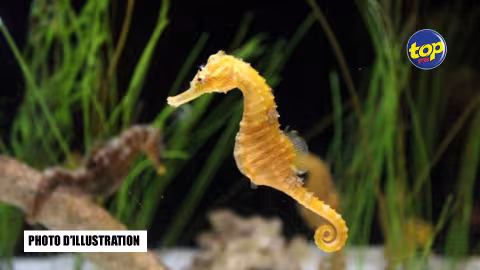 Une espèce rare d’un hippocampe découverte dans le nord de l’île