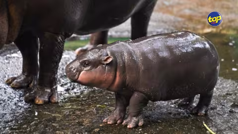 hippopotame