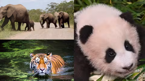 Journée Mondiale des animaux