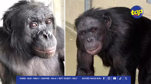 Quand l’homme perd son exclusivité : un grand singe surprend les chercheurs