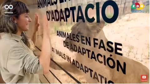 Espagne: quatre lions du zoo de Barcelone testés positifs au Covid-19
