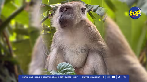 Macaque à longue queue : une espèce « en danger » au cœur d’un scandale de commerce international