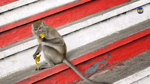 Controverses autour de l’exportation de macaques à longue queue : Novo Nordisk, un fabricant de produits et services pharmaceutiques, affirme que tous les primates qu’il utilise pour la recherche proviennent du Vietnam et de Maurice