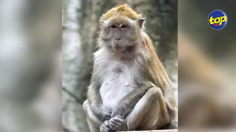 Des cas de tuberculose détectés chez des macaques à longue queue : Cinq d’entre eux euthanasiés, et une soixantaine en isolation