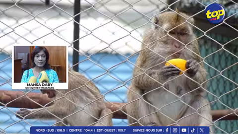  Monkey Business : Mystère autour des chiffres d’exportations de macaques de Maurice et du nombre reçu dans les pays destinataires