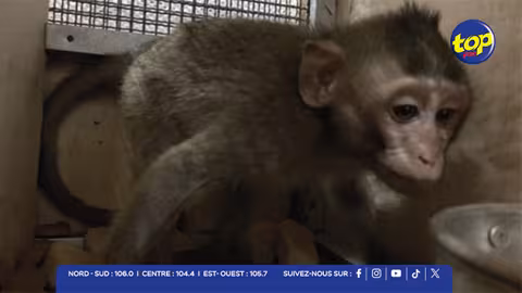 Scandale animalier : un singe en provenance de Maurice retrouvé dans une benne en Floride, après 5 jours sans nourriture ni eau