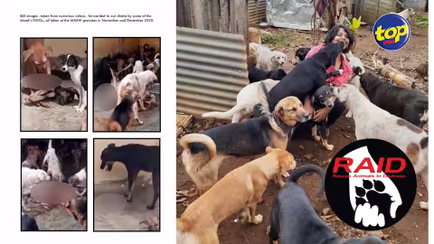 Décision de la MSAW de revenir sur sa politique de capture quotidienne des chiens : «li pas totalement ene victoire, faudé envoie papier lacour pou zot annonce ça ?? J’aurais souhaité que le ministre fasse bien son travail, » réagit Pretty Sacchi