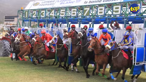 Importation de chevaux : La Horse Racing Division n’accorde pas son feu vert  à la Mauritius Turf Club Sports And Leisure Ltd