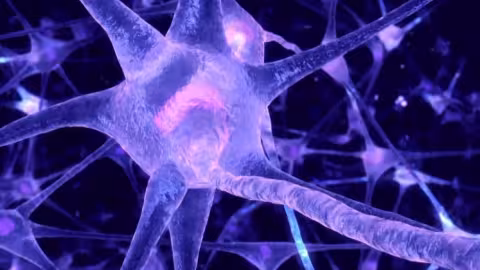 Fabriquer des neurones pour réparer des cerveaux malades devient possible