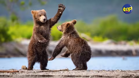 Journée mondiale pour sauver les ours