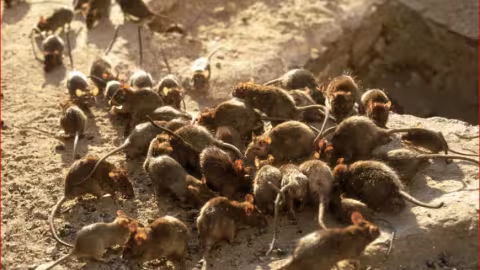 Rat attack : Des millions de souris détruisent tout ce qui est comestible en Australie