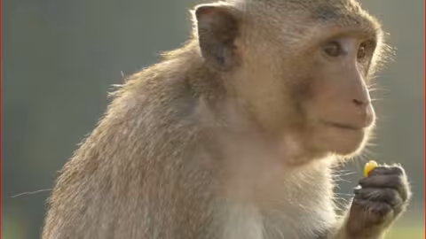Le cocktail expérimental utilisé sur Trump a fonctionné sur des singes et des hamsters