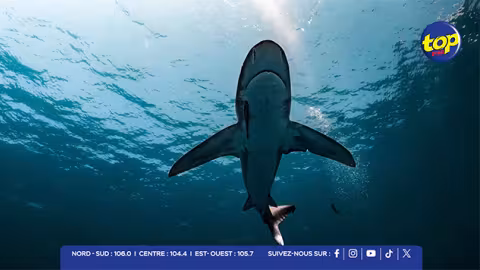 Australie : un homme tué par un requin lors d’une sortie de pêche sous-marine en famille