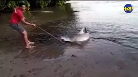 À Souillac : un requin bouledogue pêché et tué par un groupe d’individus