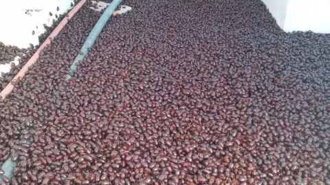 Changement climatique : Des millions de scarabées envahissent l’ Argentine