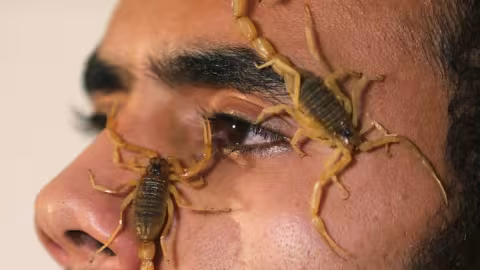 Un Égyptien devient millionnaire en vendant du venin de scorpion