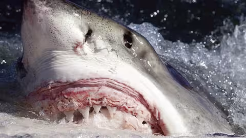 Australie : Un jeune homme mutilé par un grand requin blanc obtient une chance inespérée