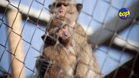 A Jin-fei: Une ferme abritant un trafic illégale de singes découvert