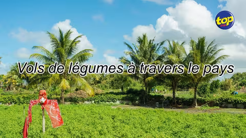 Vols de légumes à travers le pays : ‘Nous ine decourazer, mo demande minis agro-industrie azir !’ dénonce un planteur