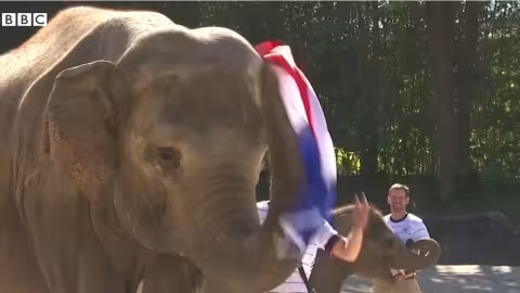 Un éléphant allemand avait prédit la défaite de …l’Allemagne face à la France