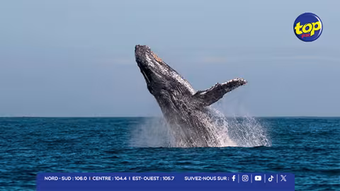 National Whale Migration Festival : un festival inédit consacré aux géants des mers ce samedi à Tamarin…