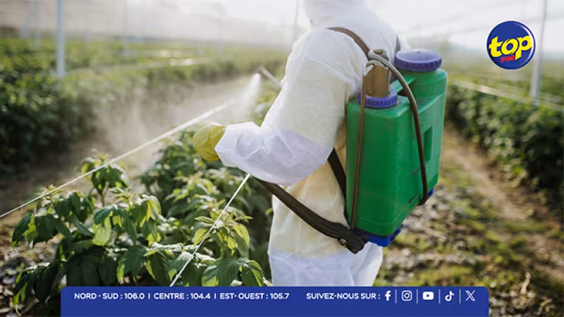 Santé et agriculture : les planteurs réclament une régulation stricte des pesticides face aux risques de cancer